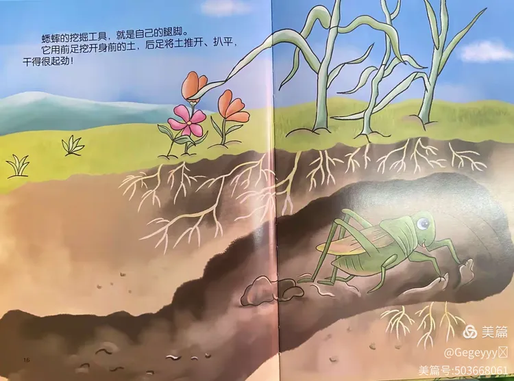 蟋蟀的住宅